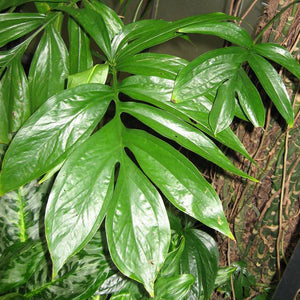 Palm Leaf Monstera Creeping Philodendron Houseplant Seeds