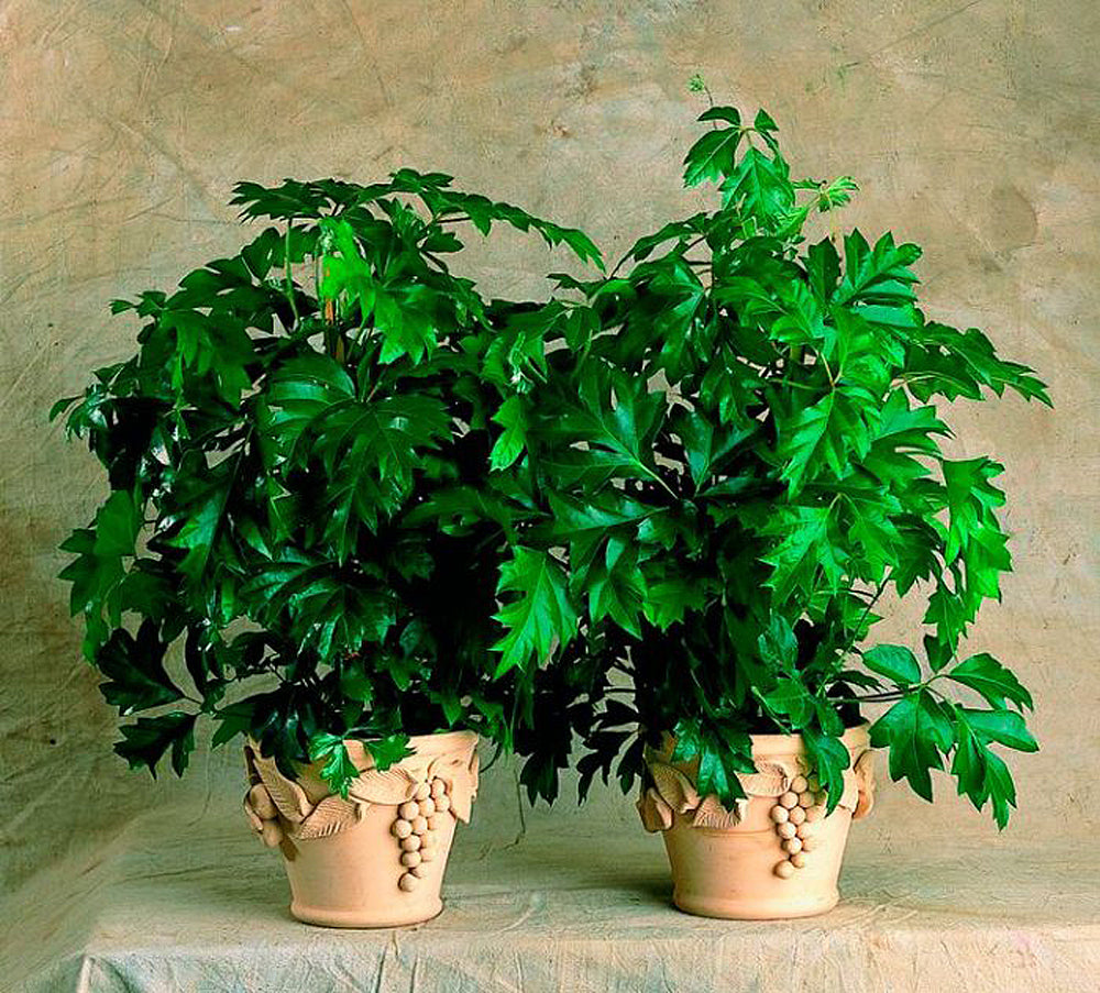 grape ivy house plant Cape Grape Ivy Houseplant Seeds