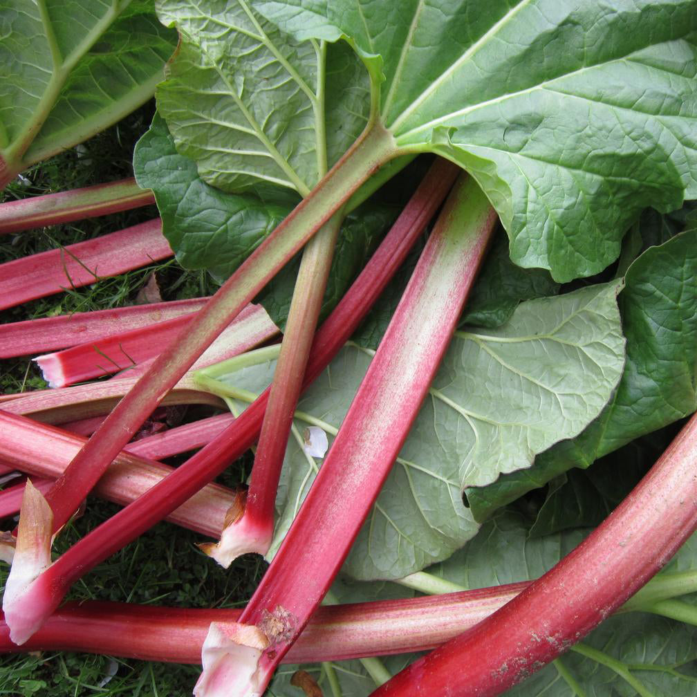 Rhubarb Victoria Seeds – Easy Grow Seeds