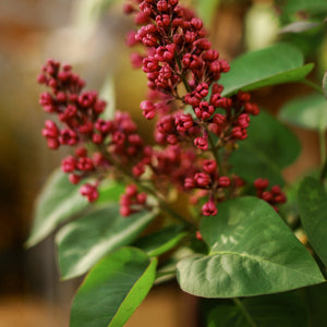 Rhus Ovata Sugar Bush Shrub Seeds