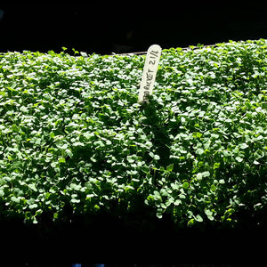 Arugula Cultivated Rocket Microgreen Seeds