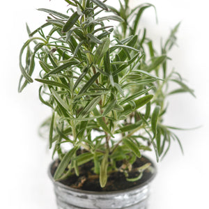 Rosemary Seeds