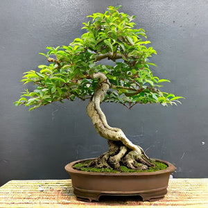 Sacred Fig Bhodi Bonsai Houseplant Seeds