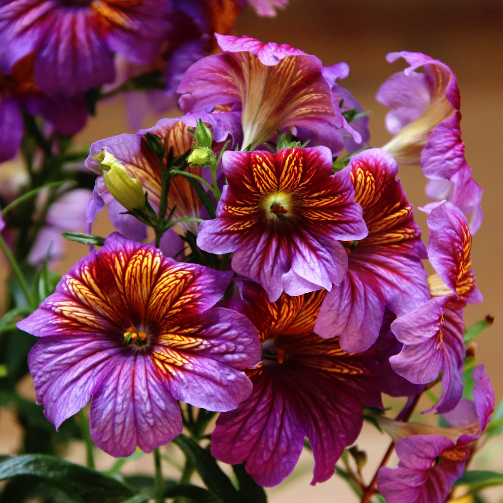 f1 flower seeds Salpiglossis F1 Royale Mixed Flower Seeds