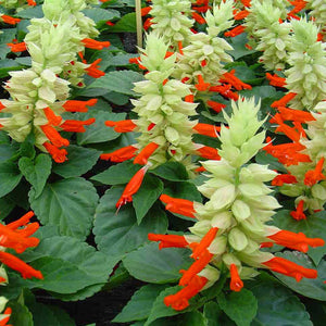 Salvia Sancho White Splash Flower Seeds