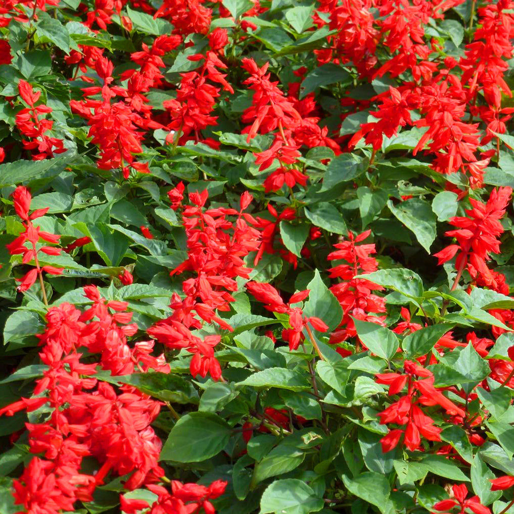 Scarlet Flowered Sage Salvia Vanguard Flower Seeds