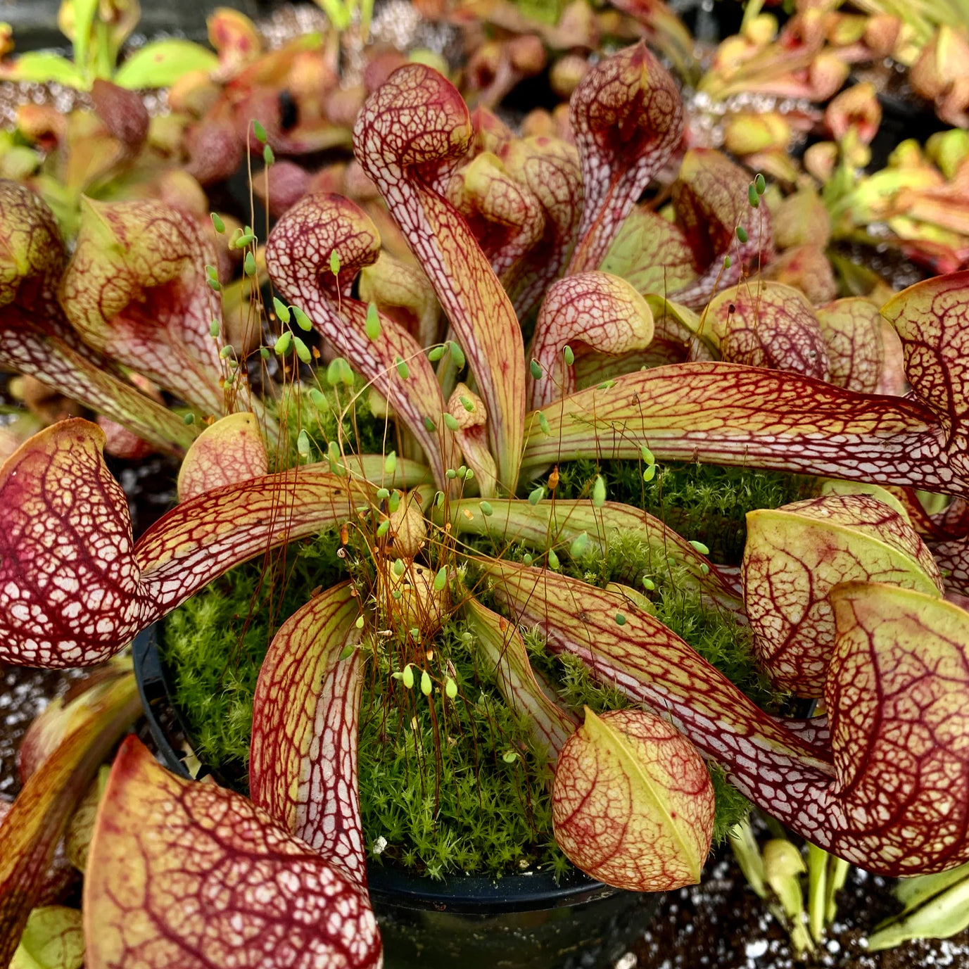 parrot house plant Parrot Pitcher Plant Sarracenia psittacina Carnivorous Houseplant Seed – Easy Grow Seeds