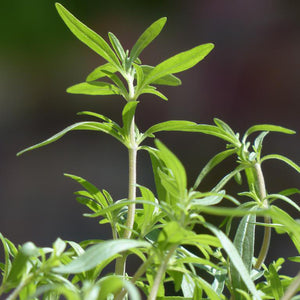 Summer Savory Herb Seeds