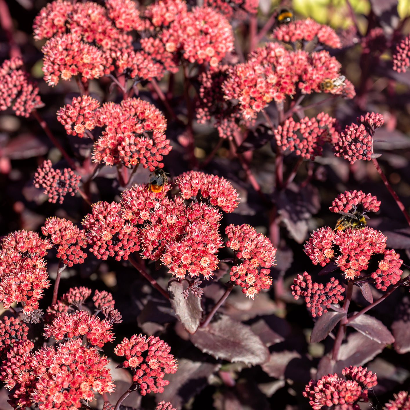 red sedum succulent Sedum Crimson Red Coccineum Rock Garden Succulent Flower Seeds