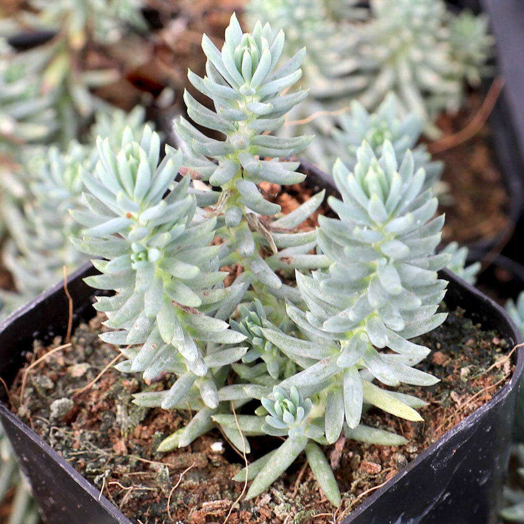sedum sediforme succulent Silver Rupestre Sedum Rock Garden Succulent Flower Seeds – Easy Grow Seeds