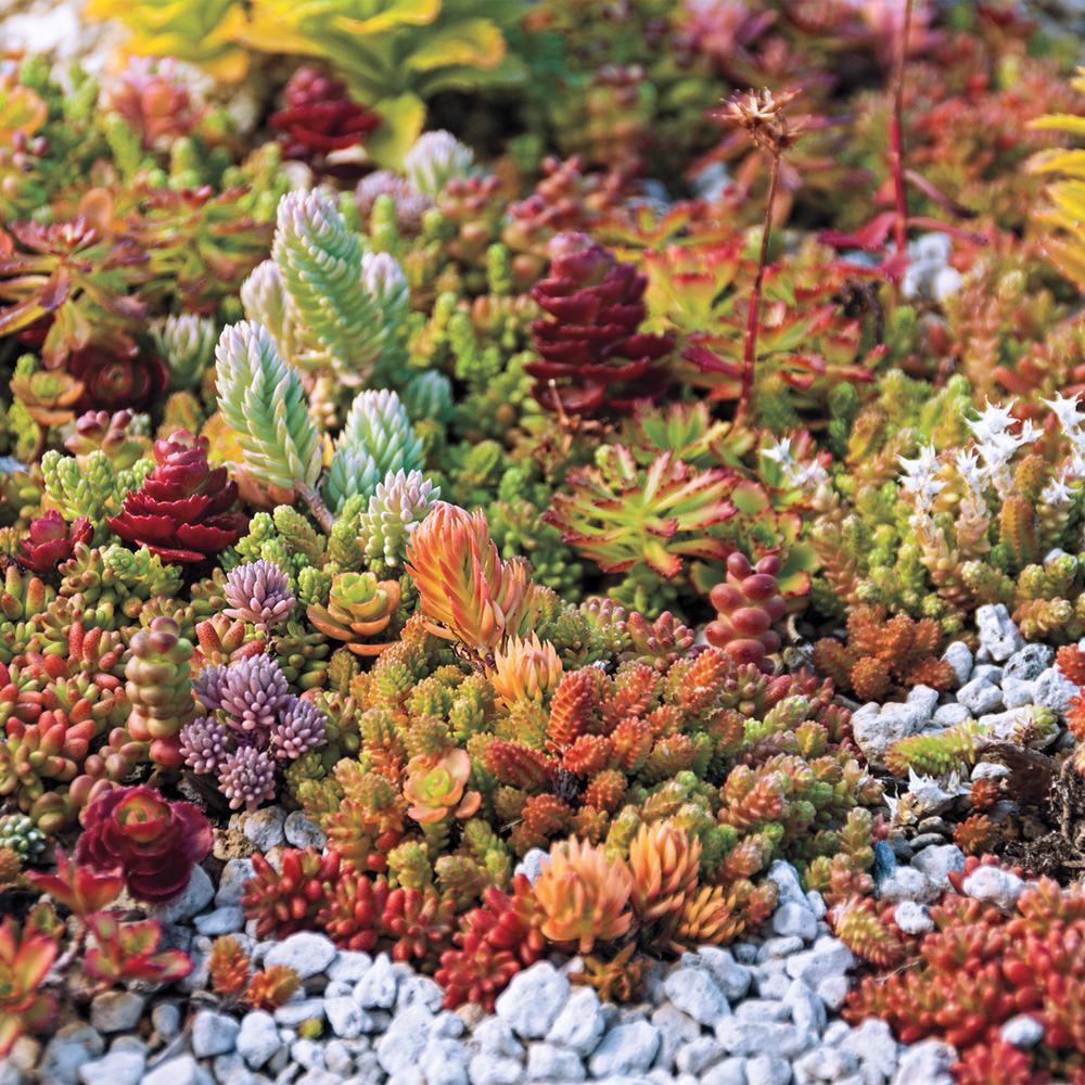 rock garden seeds Sedum Mixed Rock Garden Succulent Flower Seeds