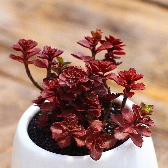 voodoo succulent plant Sedum Blood Red Voodoo Rock Garden Succulent Flower Seeds