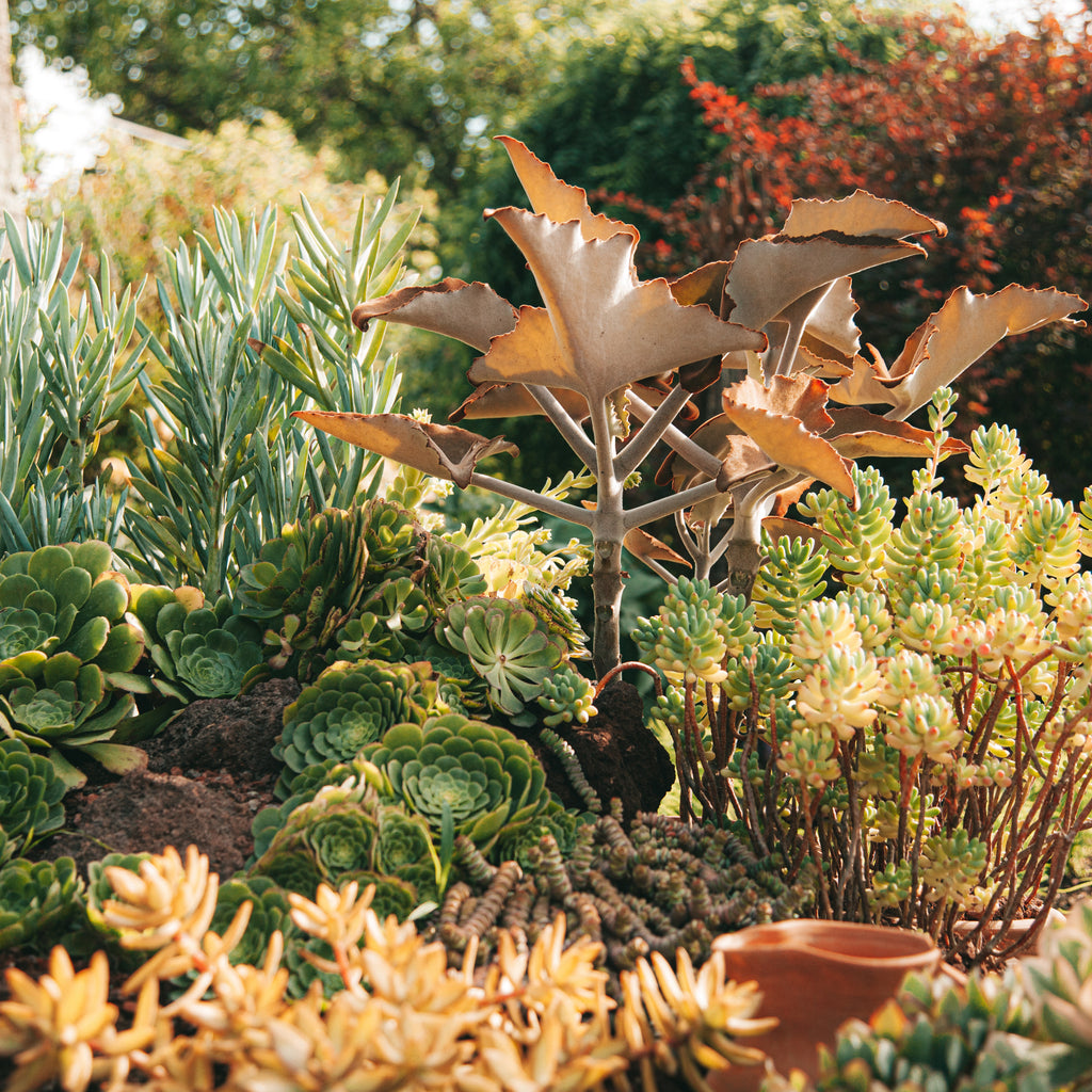 thumbnail image 2 of 800pcs Mix Rare Succulent Seeds For Planting, DIY Bonsai 2 of 12