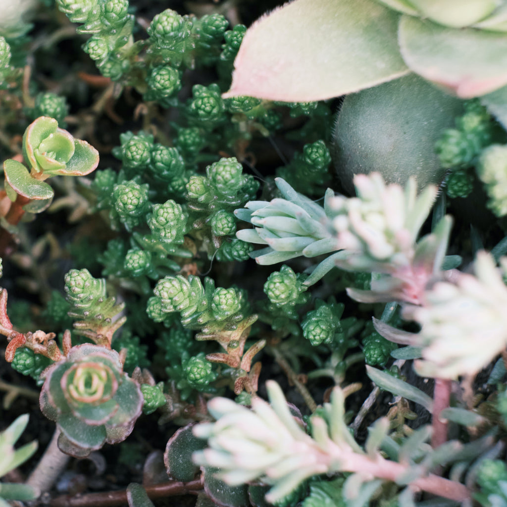 rock garden seed mix Sedum Mixed Rock Garden Succulent Flower Seeds – Easy Grow Seeds