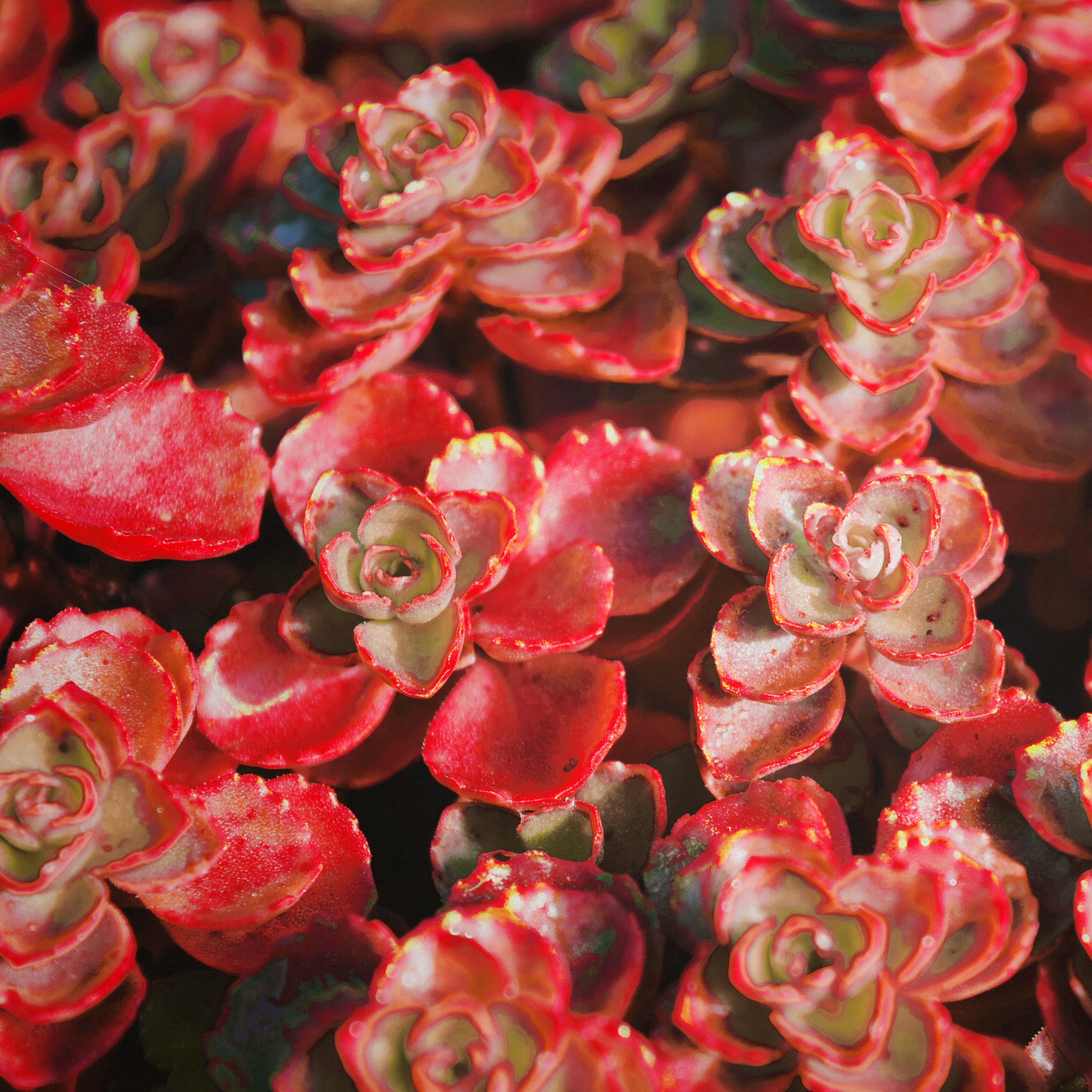 blood succulent Sedum Blood Red Voodoo Rock Garden Succulent Flower Seeds