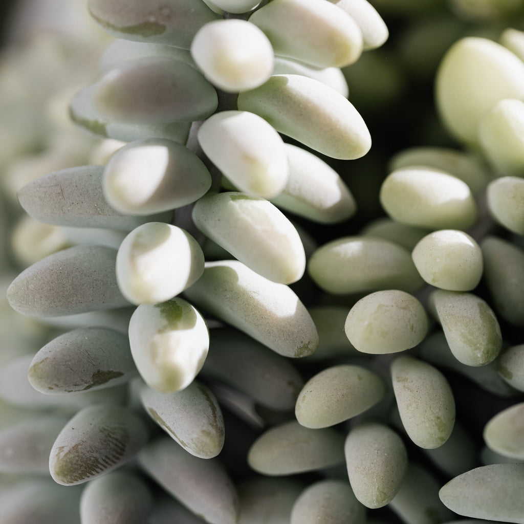 white succulent rocks Silver Rupestre Sedum Rock Garden Succulent Flower Seeds – Easy Grow Seeds