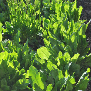 Sorrel Broad Leaved Vegetable Seeds