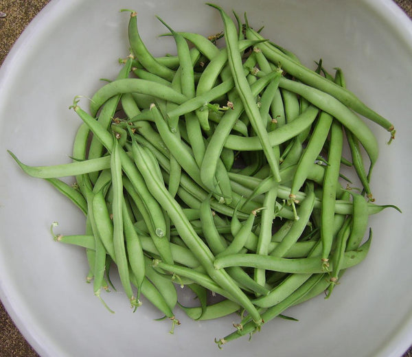 Organic Dwarf French Bean Soliman Seeds
