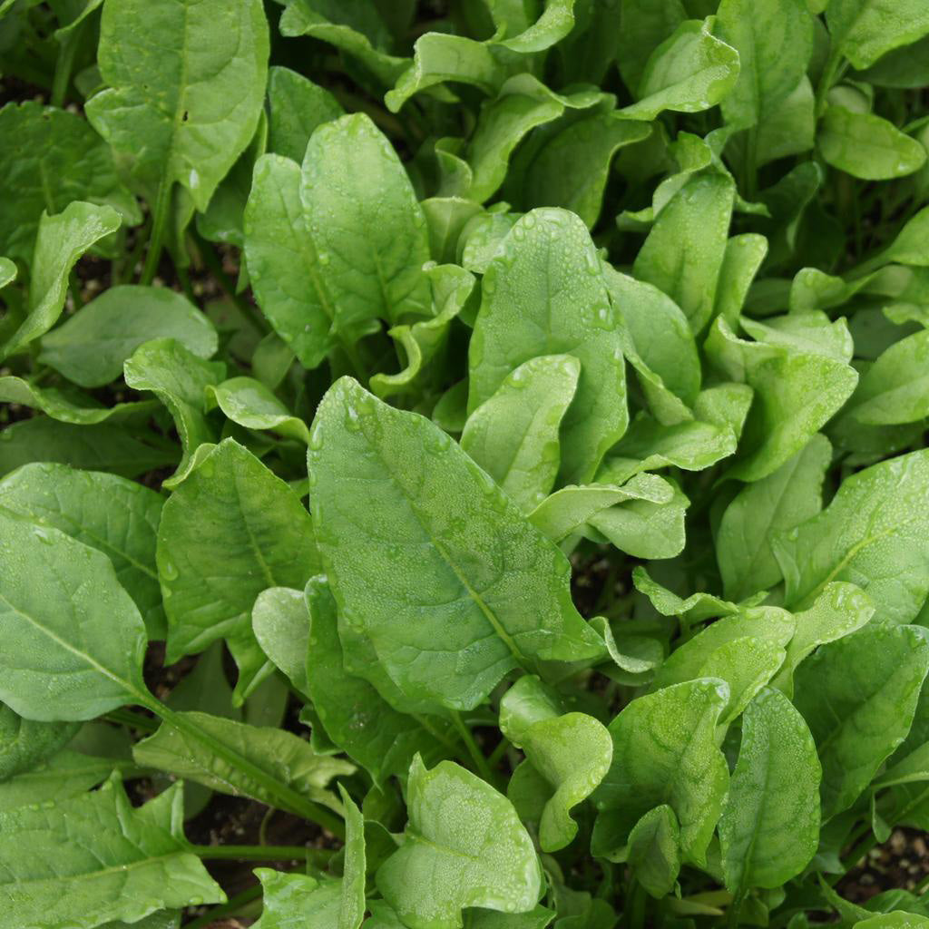 Spinach F1 Amazon Seeds