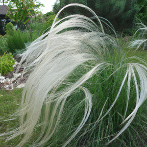 Silver Feather 'Stipa Barbata' Ornamental Grass Seeds