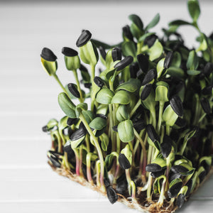 Sunflower Microgreen Seeds