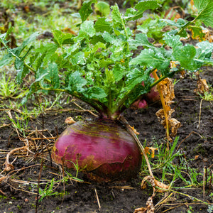 Swede Best of All Graded Seeds