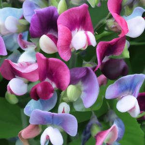 Sweet Pea Fantasia Mixed Flower Seeds