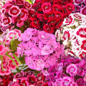 Sweet William Dianthus Mixed Flower Seeds