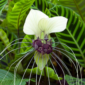 exotic flower seeds White Bat Lily Tropical Flower Seeds – Easy Grow Seeds