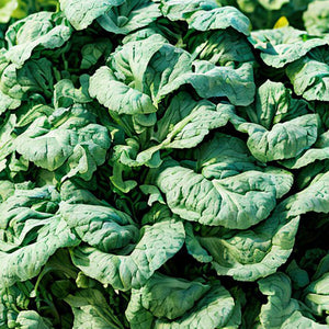 Tatsoi F1 Rozetto Baby Leaf Vegetable Seeds