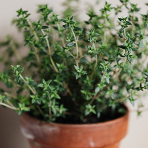 English Winter Thyme Seeds