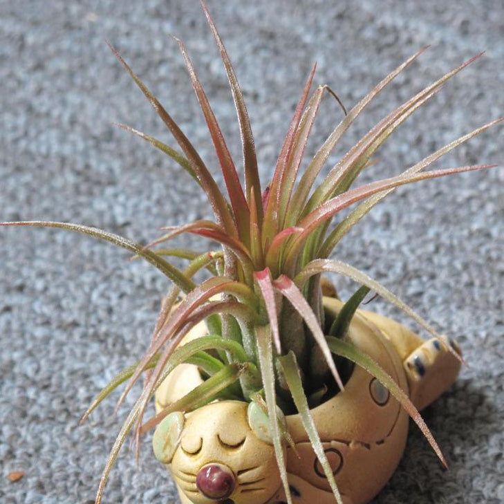 Tillandsia Shy Air Plant Houseplant Seeds – Easy Grow Seeds
