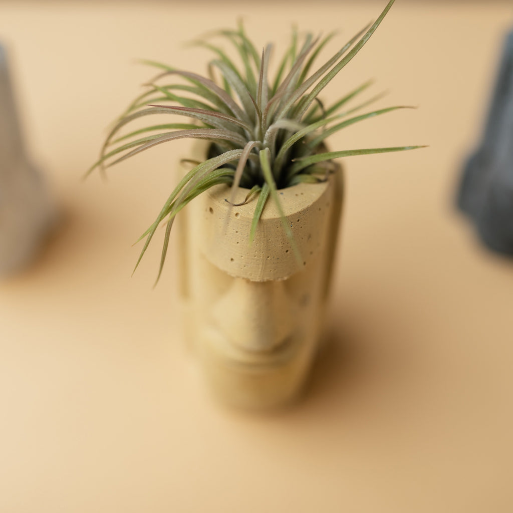 buy air plant seeds Tillandsia Shy Air Plant Houseplant Seeds