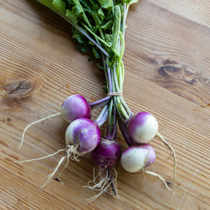 Turnip F1 Falko Seeds