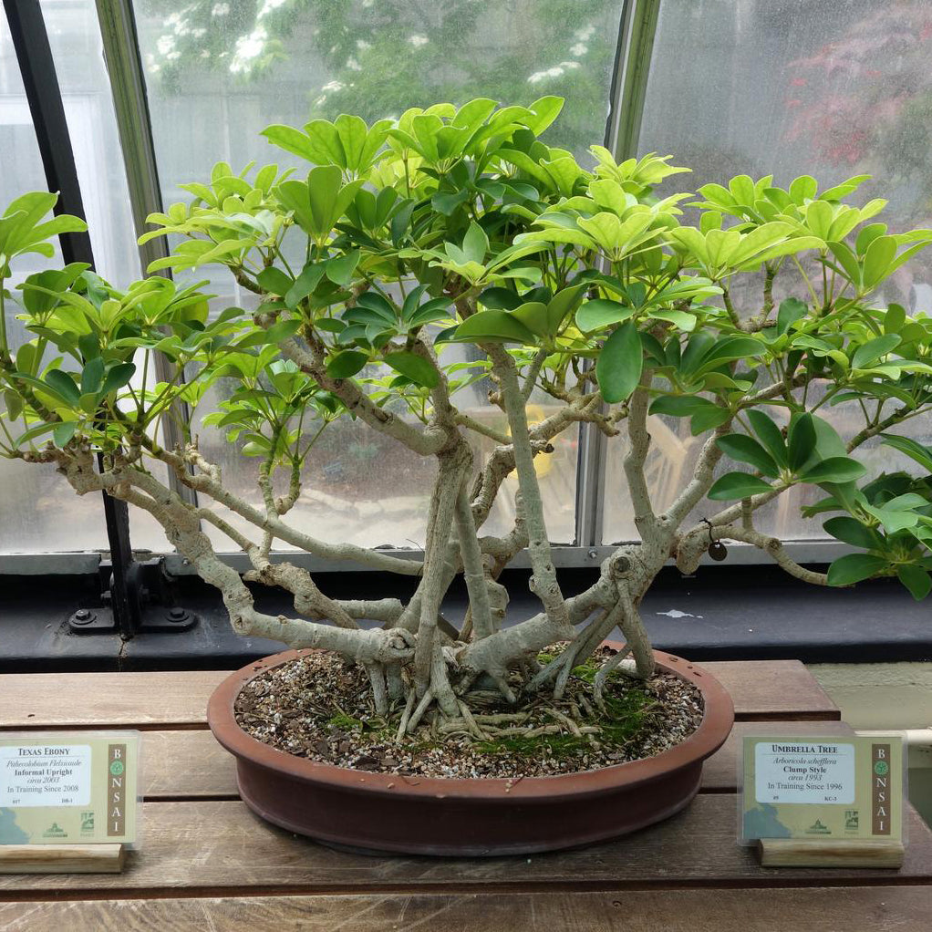 umbrella tree house plant Dwarf Umbrella Tree Houseplant Seeds