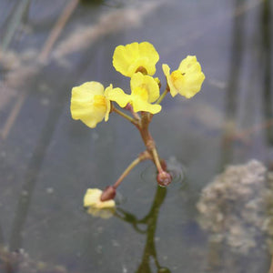 Utricularia Bladderwort Mix Carnivorous Houseplant Seeds