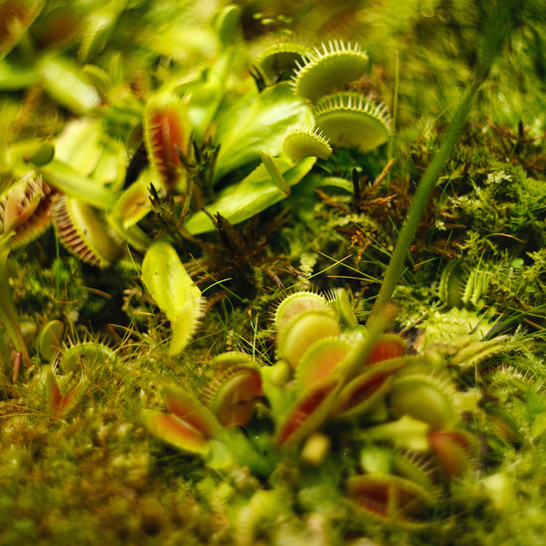 Venus Flytrap Rare Species Mix Carnivorous Houseplant Seeds