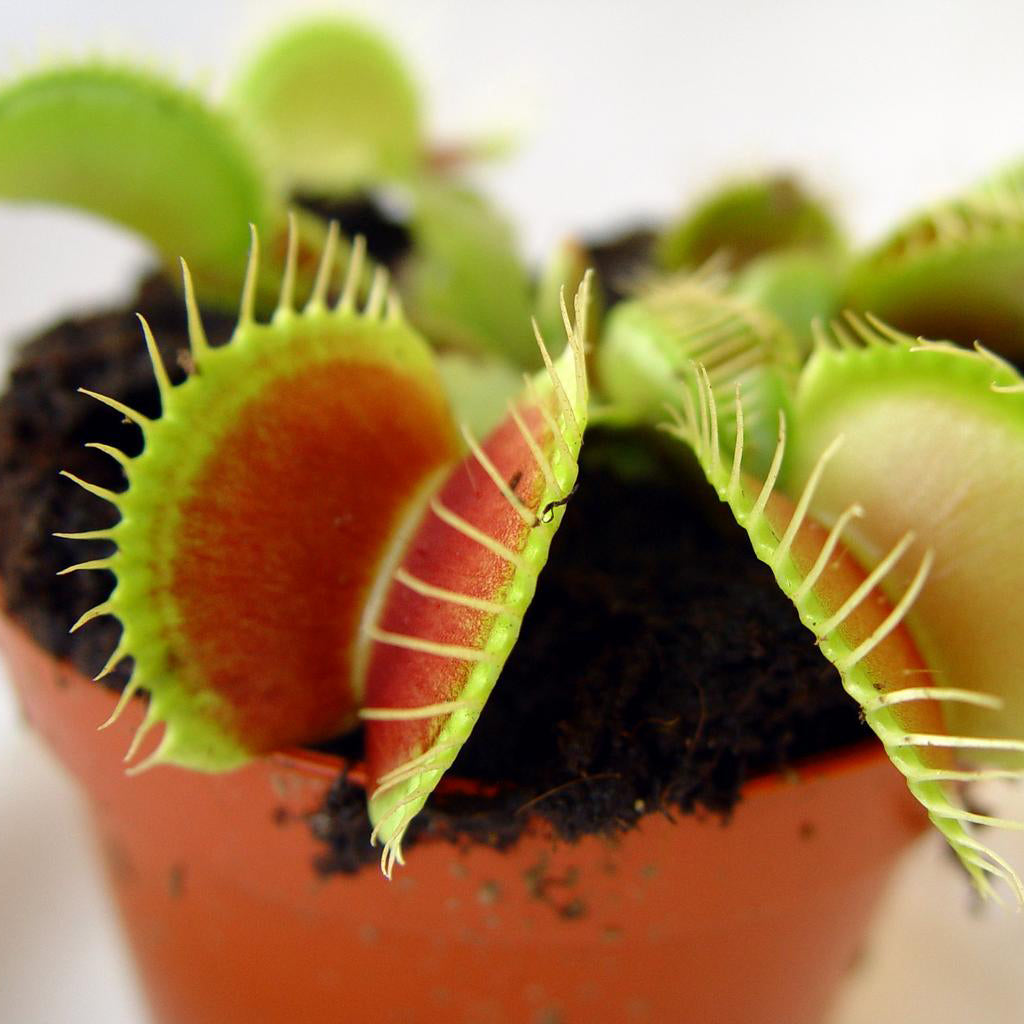 Venus Flytrap Rare Giant Species Mixed Carnivorous Houseplant Seeds – Easy  Grow Seeds