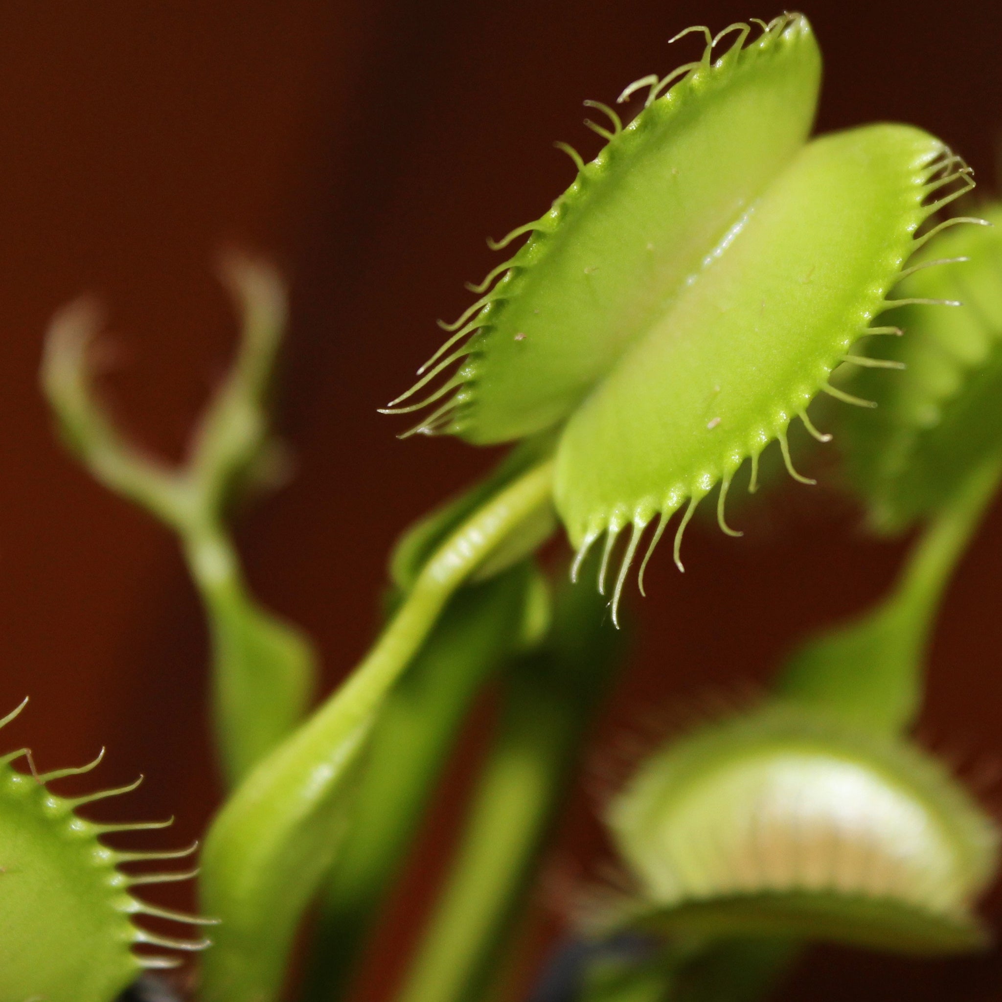 Venus Flytrap Rare All Green Mixed Species Carnivorous Houseplant Seeds
