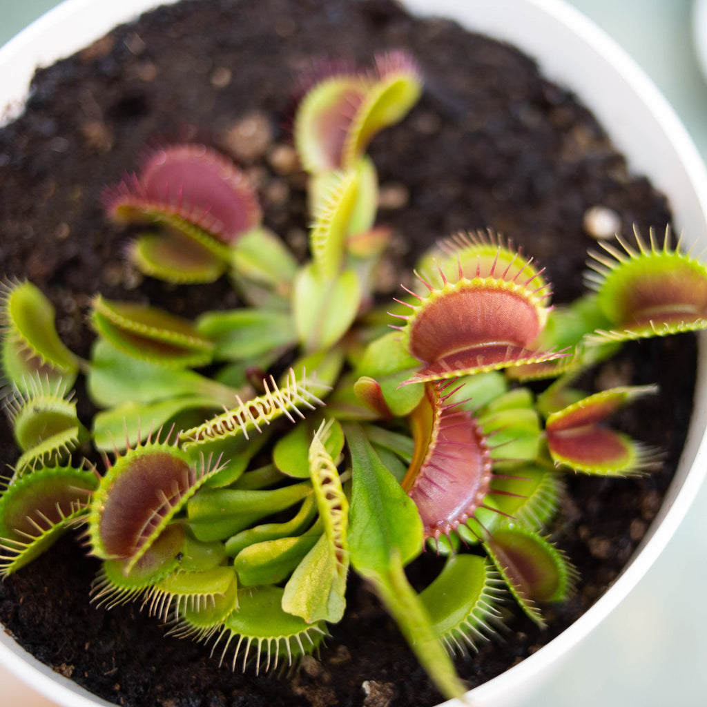venus fly trap house plant Venus Flytrap Rare Species Mix Carnivorous Houseplant Seeds – Easy Grow Seeds