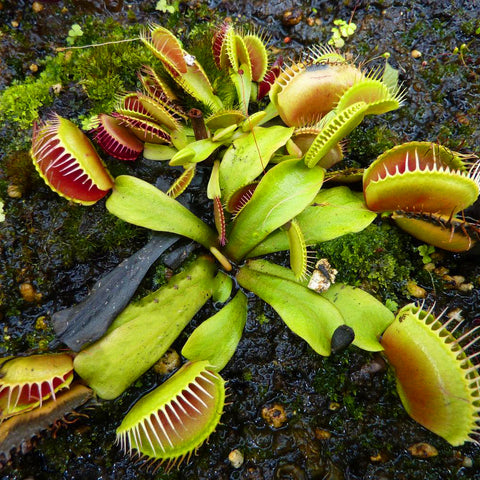 Venus Flytrap Dionaea Muscipula Low Round Form Japanese Carnivorous Houseplant Seeds