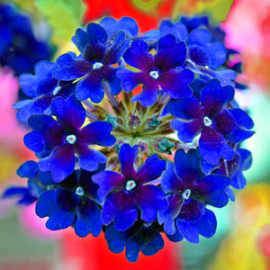 Verbena Vervain Quartz Blue Flower Seeds