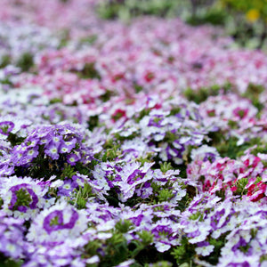 Verbena Scentsation Mixed Flower Seeds