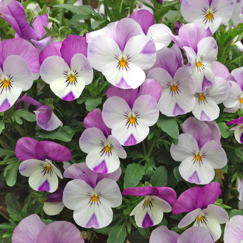 Viola F1 Sorbet Pink Wing Flower Seeds