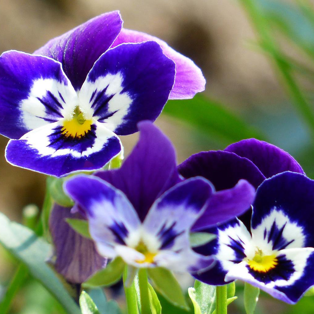 Viola F1 Jolly Face Flower Seeds