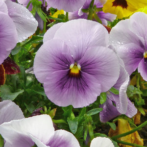 Viola F1 Sorbet Ice Blue Flower Seeds