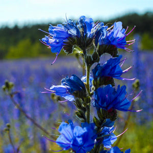 Vipers Bugloss Wildflower Seeds