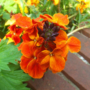 Wallflower Fire King Flower Seeds