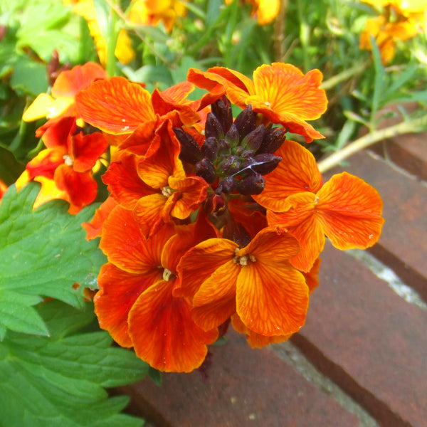 Wallflower_grande.jpg?v=1676397810