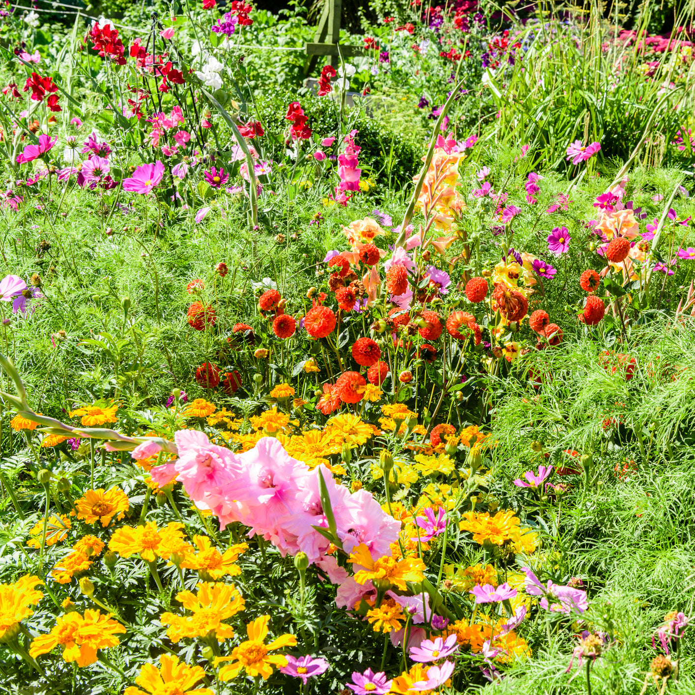 Wildflowers for Shaded Areas Mixed Flower Seeds